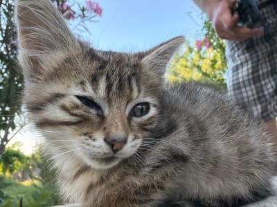 A close-up, eye-level shot captures a young tabby kitten with brown and grey fur. The kitten's left eye is partially closed, giving it a squinting appearance, while its right eye is open and alert. Its whiskers are prominent against its fluffy cheeks. In the background, out of focus, a person wearing plaid shorts and holding a dark object, possibly a camera, is visible. Further in the background, blurred green foliage and pink flowers suggest an outdoor setting, with a clear blue sky above. The lighting suggests it is daytime, likely sunny. The overall impression is one of a candid moment, possibly during a casual outdoor gathering in a natural environment. No text is visible in the image.