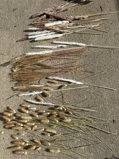 The image shows several bunches of dried ornamental grasses laid out on a textured concrete surface. The grass varieties include pampas grass, bunny tails, and other types with varying shades of beige, white, and brown. The scene is brightly lit, casting shadows from the stems and plumes onto the concrete. The location is indeterminate, but the city is specified as Columbus, United States of America.