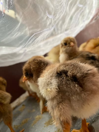 The image displays a close-up of several young chicks, likely domestic fowl, huddled together. The chicks exhibit varied plumage, with shades of brown, tan, and white fluff. Their beaks are small and pointed, and their eyes are dark and beady. One chick in the foreground is particularly detailed, showing its fuzzy texture and orange legs and feet. The chicks appear to be in an enclosure, possibly a tray or a box, indicated by a metal surface visible at the bottom of the frame, which has some light brown staining on it. A sheer, white, possibly fabric material with a delicate pattern, hangs in the background, partially obscuring other chicks and creating a soft, diffused light. The overall impression is one of a domestic or agricultural setting. The context provided regarding Cairaclia, Moldova, suggests this scene is situated within that specific geographical location.