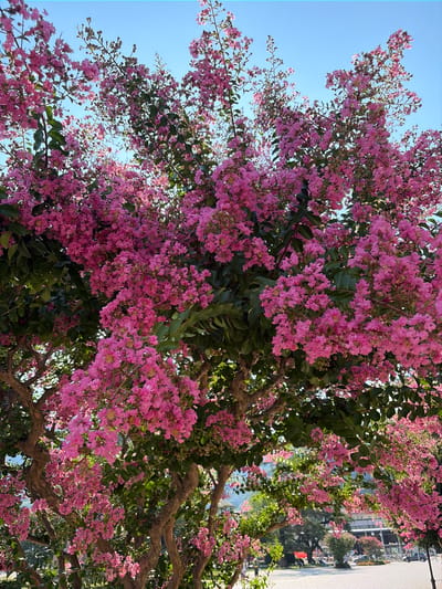 This media file captures a close-up view of a blooming crepe myrtle tree. The tree is laden with clusters of vibrant pink flowers, set against a clear, bright blue sky. Lush green leaves intersperse the floral display, creating a rich texture and contrast. The branches of the tree are visible, some appearing gnarled and twisted, suggesting maturity. In the background, out of focus, hints of a street scene can be discerned, including buildings, trees, and what appears to be a paved road. This suggests an urban or suburban setting. The lighting indicates it is daytime, likely a sunny day given the brightness of the sky and the illumination of the flowers. There is no discernible activity or event taking place, as the focus is on the natural beauty of the tree in bloom. The overall impression is one of a pleasant, warm day, possibly during spring or summer when crepe myrtles are in season. The location context of Trento, Italy, adds a geographical dimension to the scene, though no specific landmarks are identifiable. No text is visible in the image.