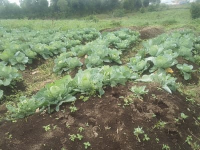 The image depicts a cultivated agricultural field in Kabinzi, Rwanda, primarily consisting of rows of mature green cabbage plants. The cabbages are planted in dark, tilled soil, with some scattered small green weeds visible between the plants and along the earthen mounds. The field extends into the midground, beyond which lies additional green vegetation. In the distant background, a line of trees is visible, and a light-colored building with a roof is faintly discernible on a distant rise to the upper right. No individuals, animals, or active human interactions are present within the frame. The scene is illuminated by natural light.