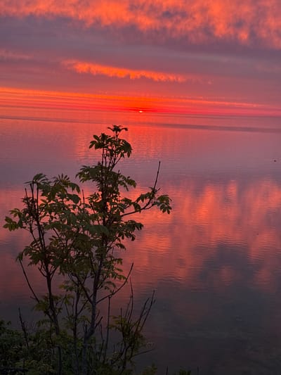 The image depicts a tranquil sunset over the Baltic Sea, as viewed from the coastal town of Vääna-Jõesuu, Estonia. The sky is ablaze with vibrant hues of orange, pink, and purple, painted across elongated, streaky clouds. The sun, a small, bright red orb, is low on the horizon, its reflection shimmering on the calm surface of the sea. In the foreground, the silhouettes of dark green foliage and branches of a small tree frame the expansive seascape. The water itself mirrors the dramatic colors of the sky, creating a soft, diffused reflection. The overall scene conveys a sense of peaceful serenity at the close of day.