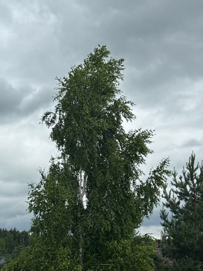 The image depicts a close-up view of a tall birch tree with a canopy of green leaves, set against a backdrop of a cloudy, overcast sky. In the background, to the right, the upper branches of a pine tree are visible. The lower portion of the image reveals a hint of dark green foliage and a brown roof, suggesting the presence of structures or other vegetation. The overall scene appears to be located in a natural or semi-natural environment, possibly a park or a suburban area. The specific location in Protasovo, Russia, is not visually identifiable from the provided image.