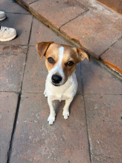 A small dog with brown and white fur looks up towards the camera. The dog has a black nose and brown eyes. It sits on a reddish-brown brick surface, with a shoe visible in the lower left corner. The dog's ears are floppy and brown. Its body is mostly white, and its head is a mix of brown and white markings. The lighting is bright, suggesting an outdoor setting.