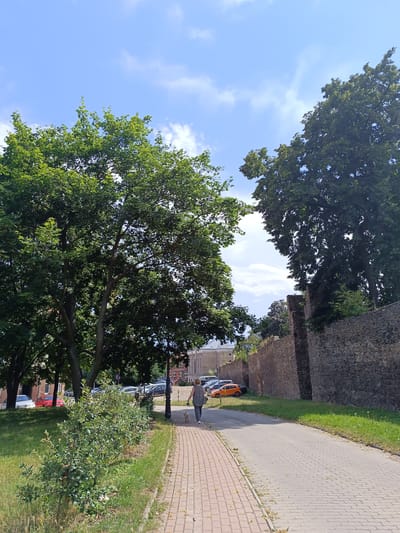 The image shows a paved walkway running alongside a cobblestone sidewalk, lined with green grass and trees. A woman is walking on the sidewalk with a small dog on a leash. In the background, there is a stone wall, several parked cars, and buildings. The sky is blue with scattered clouds. Based on the context provided, this scene is located in Dzierżoniów, Poland.