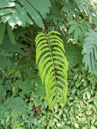 The scene depicts dense green vegetation, specifically located in Cibeureum, Indonesia. A prominent, bright green bipinnately compound leaf hangs vertically in the center foreground, characterized by numerous small, paired leaflets. Surrounding this central leaf are multiple other leaves of similar morphology, displaying various shades of green, some appearing darker in shadowed areas, which fill the upper and left sections of the frame. The lower half of the image features a dense layer of smaller, lighter green leaves and foliage, consistent with undergrowth. Natural daylight illuminates the vegetation, creating areas of highlight on the central leaf and subtle shading throughout the background. No individuals, animals, man-made objects, or specific actions are present within the frame.