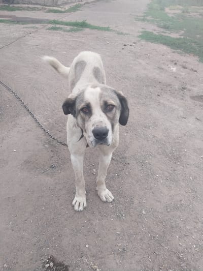 An adult Kangal shepherd dog stands in a dirt yard. The dog is white with grey markings on its head and back. It has brown eyes and a black nose. The dog is wearing a black collar and is attached to a metal chain. The yard is covered in dirt and small stones, with some patches of dry grass and weeds. In the background, there is a concrete wall and a dirt path. The sky is hazy. The location is identified as Трудовое, Kazakhstan.