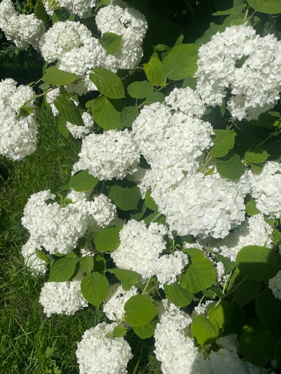 The image shows a close-up view of a large bush with abundant white hydrangea flowers. The flowers are clustered together in large, spherical shapes. Lush green leaves are interspersed among the blooms. The background consists of green grass, indicating an outdoor setting. The lighting suggests it is daytime, with some shadows cast on the leaves and flowers. The scene is devoid of people or any signs of human activity. The overall impression is one of natural beauty and abundance.