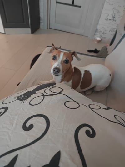 A Jack Russell Terrier is lying on a sofa with a pillow in the foreground. The dog is looking at the camera with its head slightly tilted. The pillow has a black cat pattern on it. The background is blurred but appears to be an indoor setting with a door and a wall with wallpaper. There are no people visible in the image. The location is the city of Yantarnyi, Russia.