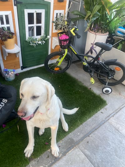 A white Labrador dog is lying on a patch of artificial grass next to a small wooden playhouse. The dog's head is resting on the grass, and its mouth is open with its tongue hanging out. It appears to be relaxed, perhaps panting in the warm weather. A child's bicycle with training wheels is leaning against the playhouse. The playhouse has green and yellow accents, and a small door with a window. There are potted plants near the playhouse and bicycle, including one with purple leaves. In the background, there are stone tiles, suggesting an outdoor patio or courtyard. The lighting suggests it is daytime, likely sunny. Some scattered flower petals are visible on the grass and tiles. The overall scene appears to be a relaxed, domestic setting. The text "BTWIN" is visible on the bicycle frame.