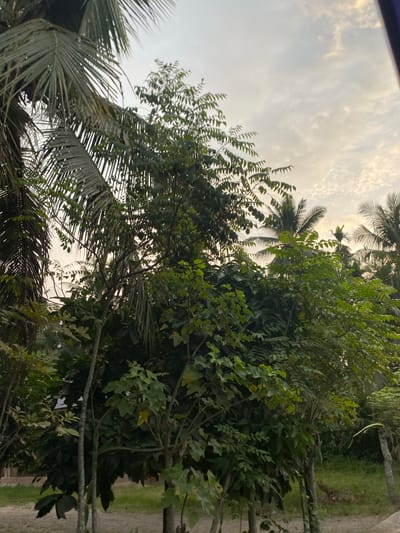 The image depicts a dense canopy of lush green trees, including palm trees, against a cloudy sky. The foliage is vibrant and varied, with some leaves appearing larger and rounder, while others are more finely serrated. The light suggests it may be early morning or late afternoon, casting a soft glow on the scene. The ground beneath the trees is a mix of dirt and sparse grass. The overall impression is one of a natural, possibly rural or semi-rural environment, with a lack of any human presence or activity. There are no visible buildings or man-made structures that would definitively place it within a city.