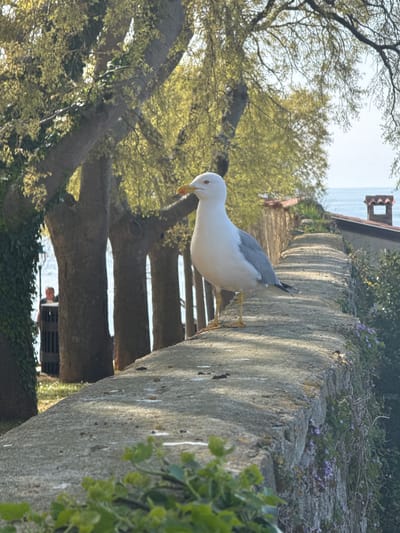 A seagull stands on a concrete wall in Grad Rovinj, Croatia. The wall, covered in some vegetation, runs diagonally across the frame from the upper right corner to the lower right corner. Behind the wall, there's a tree with bare branches and green foliage. In the background, the sea and some buildings can be seen. A person is standing underneath the tree and wall. The scene is captured in daylight.