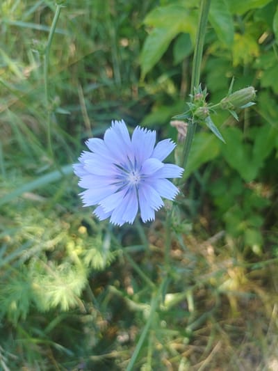 A close-up, outdoor, natural light photograph shows a single, light blue chicory flower in bloom. The flower is positioned centrally in the frame and is in sharp focus. It has delicate, serrated petals radiating outwards from a darker blue center. The stem of the flower is visible, and it has several small, green, unopened buds on it. The background consists of out-of-focus green foliage and grass, creating a soft bokeh effect. The location is identified as Trypillia, Ukraine.