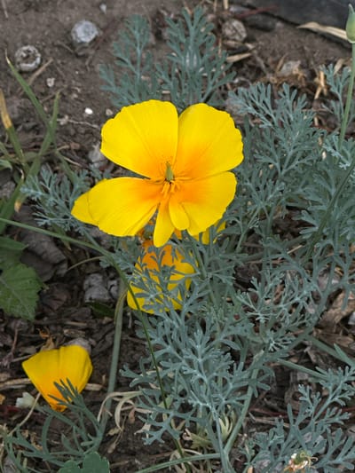 A close-up, high-angle shot captures a bright yellow California poppy in full bloom, its petals a vibrant contrast against the muted tones of the surrounding environment. The flower's center features a hint of orange, and a delicate green stamen is visible. The poppy is surrounded by feathery, grey-green foliage. In the foreground, another smaller, partially closed yellow poppy is visible, its petals slightly unfurled. The ground is composed of dark soil with scattered small grey pebbles and some dried organic matter. A small green bud is emerging from a stalk on the right side of the frame. The setting is natural, likely a garden or a wild patch of ground, and given the context of Lobacheve, Ukraine, it is plausible this scene is in a suburban or rural area.