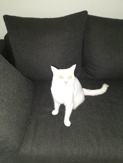 A white cat with bright yellow eyes sits on a dark grey sofa in what appears to be a domestic setting. The sofa has textured fabric and is adorned with dark grey cushions. The background is a plain white wall. The scene does not provide any specific information that would indicate its location within the city of Bassum, Germany.