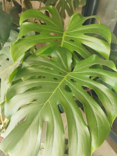 A close-up, vertical shot showcases lush, vibrant green Monstera deliciosa leaves. The leaves are large and deeply fenestrated, with characteristic holes and splits. The lighting is soft and diffused, highlighting the glossy texture of the foliage. The background is out of focus, suggesting an indoor setting, possibly a home or conservatory. There are no people or animals visible in the image. The scene is devoid of any identifiable landmarks or elements that would place it specifically in Jerez, Spain; it is a generic depiction of the plant.