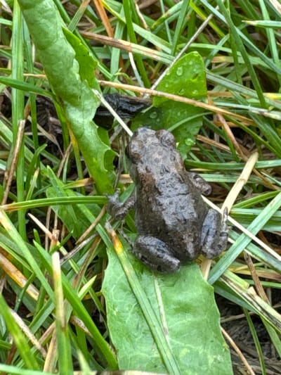 The image shows a small, dark-colored frog with a rough, bumpy texture on its back, sitting on a green leaf. The frog is in focus and positioned in the center of the frame, facing towards the left. The surrounding environment consists of green grass, dry straw, and some darker organic matter, suggesting an outdoor natural setting. The lighting appears to be natural, and the image is taken from a slightly elevated perspective, looking down at the frog. There are no people, buildings, or any urban elements visible in the frame, indicating the scene is not in the city of Мичуринское, Russia, or any other urban location.