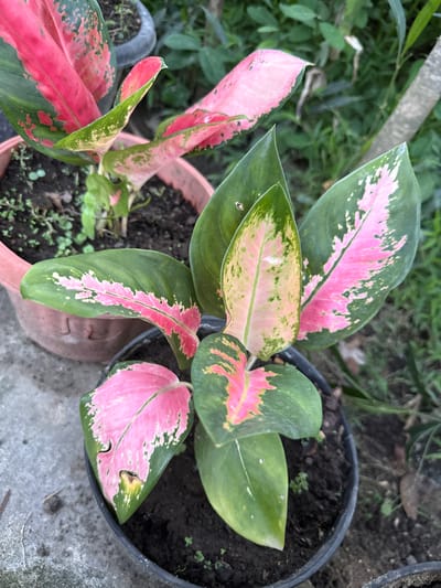 The image captures a top-down view of several ornamental plants, specifically Aglaonema (Chinese Evergreen) with variegated foliage, arranged in pots within an outdoor or semi-outdoor setting in Pulorungkom, Indonesia.
The primary subjects are the plants, characterized by their large, ovate leaves displaying a vibrant mix of colors. The leaves are predominantly green, but feature striking patterns of bright pink, red, and yellowish-pink variegation. Some leaves exhibit broad pink or red centers with green margins, while others show more speckled or blushed patterns. One plant, housed in a black plastic pot on the right, has leaves with prominent pink and red areas. Another, in a terracotta-colored pot towards the center-left, displays a mix of green and lighter yellowish-pink tones. Smaller green sprouts are visible in the dark soil within the pots.
The plants are static, and no human activity is depicted. The setting appears to be a garden or patio, indicated by the background of lush green foliage (likely other plants or weeds) and a grey concrete or paved surface on the right and bottom of the frame. The lighting suggests it is daytime, with diffused light illuminating the scene. Some leaves show minor imperfections, including small tears or brown spots, particularly noticeable on a pink-dominated leaf in the bottom right section. There is no visible text in the image.