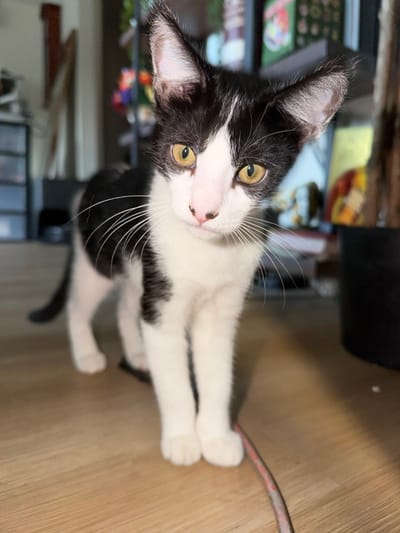 A black and white kitten stands on a light-colored wooden floor, facing the camera. Its large yellow eyes are wide, and its ears are perked up. The kitten's fur is predominantly white with black patches on its head, back, and tail. Its whiskers are long and white. In the background, out of focus, are shelves with various items, including what appears to be a potted plant. The setting is indoors, suggesting a residential environment. There is no indication of the city of Sacramento, United States of America.