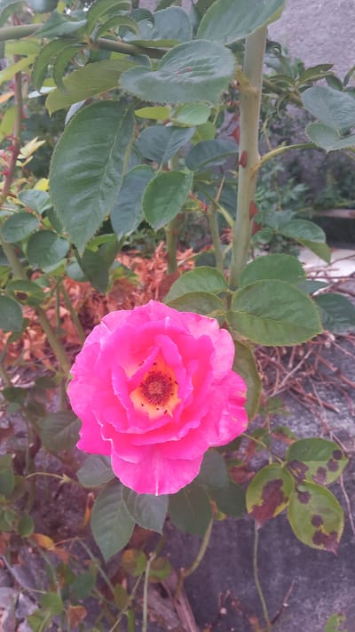 The media file depicts a close-up, top-down view of a vibrant pink rose in bloom, set against a backdrop of green rose leaves, thorny stems, and a rough, greyish-brown textured surface, possibly a wall or pavement. The rose is the central subject, its petals unfurling to reveal a yellow and brown center. Some of the rose leaves show signs of browning or discoloration, suggesting potential disease or natural aging. The overall setting appears to be an outdoor garden or a natural environment. The lighting suggests it might be daytime, though the exact time is not discernible. There is no visible text in the image. The context provided indicates the location is Águeda, Portugal, which is known for its annual "AgitÁgueda" art festival, often featuring large umbrella installations, though no such elements are present in this specific image. The image focuses solely on the natural beauty of the rose and its foliage.
