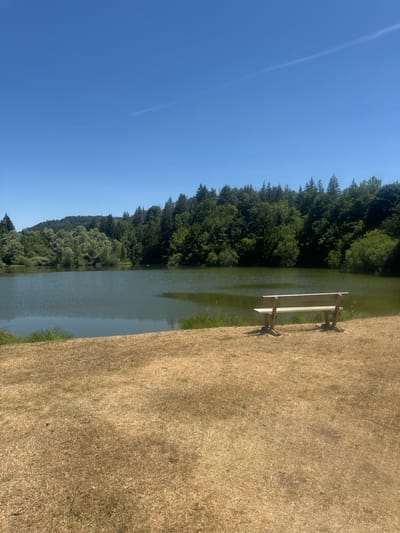 A wooden park bench sits on dry, golden grass next to a calm, green lake. The lake is surrounded by lush green trees and rolling hills under a clear blue sky with a faint white contrail. The scene is tranquil and appears to be a scenic natural spot.