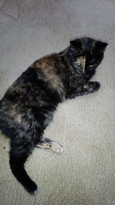 A tortoiseshell cat with black, brown, and tan fur lies on a textured, light-colored surface, possibly carpet or a tightly woven rug. The cat is positioned with its body diagonally across the frame, facing towards the bottom right. Its head is turned down and slightly to the left, with yellow eyes partially visible. One front paw, light-colored with black markings, is extended forward. The background appears to be a plain, textured surface, with subtle variations in shading and texture, hinting at an indoor environment. No specific landmarks or objects that would indicate its location within the city of Balkhash, Kazakhstan are visible in this image.