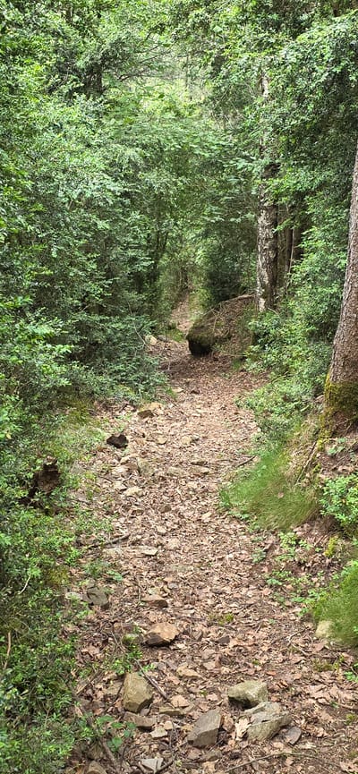 This image captures a serene, unpaved forest path in a natural setting. The path, which appears to lead into the distance and slightly curves to the left, is covered predominantly by dry, brown fallen leaves and numerous small to medium-sized rocks. This suggests a rugged, natural trail.
To the left of the path, and filling most of the left side of the frame, is a dense and vibrant array of green foliage, consisting of numerous bushes and trees. The leaves are rich green, indicating healthy growth. Some larger tree trunks are partially visible, rising vertically through the dense undergrowth, hinting at a mature forest. The path seems to be partially shaded by this surrounding vegetation.
The ground immediately adjacent to the path on the right side also shows a mix of dry leaves and rocks, interspersed with patches of green grass and moss. The overall lighting suggests it is daytime, with natural light filtering through the canopy, creating a peaceful and somewhat secluded atmosphere. No people, animals, or artificial structures are visible in the scene. There is no visible text. The image portrays a natural, undisturbed woodland environment, consistent with areas around Sahún, Spain.