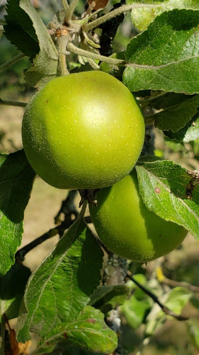 A close-up, high-angle shot captures two young, green apples hanging from a branch of an apple tree. The apple in the foreground is larger and closer to the camera, showing a slightly fuzzy texture. A second, smaller apple is visible behind and to the right of the first. Lush green leaves with visible veins and a slightly fuzzy texture surround the apples. Some leaves have small reddish-brown spots. The background is blurred, suggesting dappled sunlight filtering through the tree canopy, with hints of dry grass or foliage in the distance. The overall impression is of an orchard or a garden in the daytime, likely during the late spring or early summer when apples are still developing. No people or text are visible. The scene conveys a sense of natural growth and the early stages of fruit development. The location is Vyšné Nemecké, Slovakia.