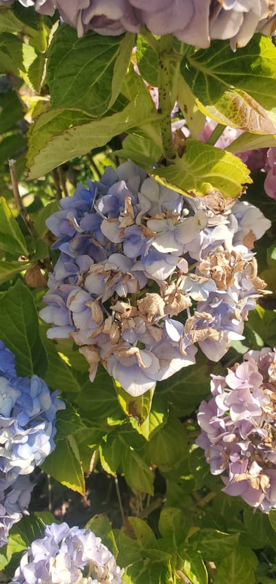 This media file shows a close-up of a hydrangea bush with flowers in various stages of bloom and decay. The flowers are predominantly in shades of light blue, lavender, and a pale pinkish-purple, with some appearing dried and brown. The green leaves of the bush are visible, some showing signs of browning at the edges or small dark spots, possibly indicative of disease or natural aging.
The scene is outdoors, likely in a garden setting given the presence of a blooming plant. The lighting suggests it is daytime, with sunlight casting shadows and highlighting the textures of the petals and leaves. There are no people or animals visible. The overall impression is one of natural beauty but also the cycle of life and decay, as evidenced by the mix of fresh and withered flowers.
The location context provided is Achern, Germany, which places this image in a temperate European climate where hydrangeas are commonly grown. There is no visible text in the image. The focus is entirely on the botanical details of the hydrangea plant.