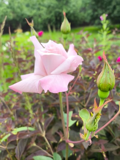 A close-up, eye-level shot focuses on a delicate pink rose in full bloom in the foreground, its petals slightly unfurled. To the right of the rose, a green rosebud, still closed, sits prominently. The background is softly blurred, revealing a lush garden setting with hints of other pink and red flowers, green foliage, and trees. The scene appears to be located in the city of Sel’khoztekhnika, Russia, amidst a vibrant floral landscape.