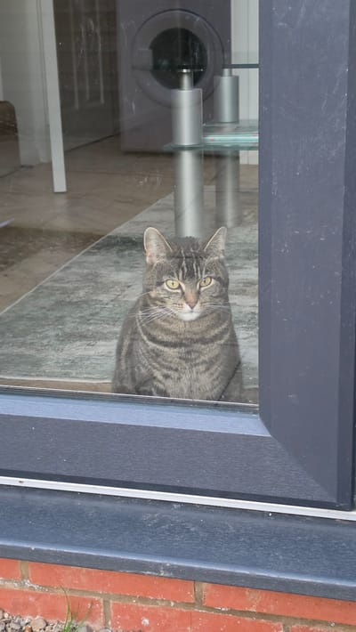 A tabby cat is looking into a glass door. The door has a dark grey frame and a handle. Outside, there is a brick wall. The location is Wellingborough, United Kingdom.