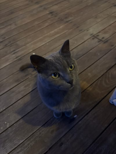A gray cat sits on a wooden deck, looking up. The deck is made of dark wooden planks. The cat has yellow eyes and a white tip on its tail. To the right of the cat, a portion of a white, fuzzy object is visible, possibly a piece of clothing or a blanket. The scene is likely outdoors in a residential area of Olympiada, Greece, given the typical architecture and outdoor spaces found in the region. The lighting suggests it may be late afternoon or early evening.