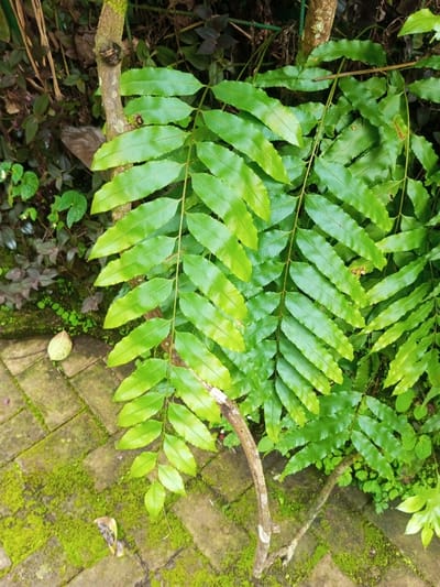 The image displays a ground-level view within the city of Kanand, India, featuring predominantly green foliage alongside a partially overgrown brick pathway. The central and upper portions of the frame are dominated by several large, compound leaves, exhibiting a bright to medium green coloration with visible parallel venation. These leaves appear smooth and slightly glossy. In the upper background, denser, darker green vegetation and thin brown branches are present. The lower half of the image consists of a paved surface constructed from rectangular, weathered bricks, which are substantially covered with bright green moss growing between the joints and on the brick surfaces. Scattered upon this paving are a few small, dried leaves, light brown to yellowish in hue. A slender, light brown branch, stripped of foliage, originates from the lower-center and extends upwards into the frame. No individuals, specific actions, or interactions are observable.
