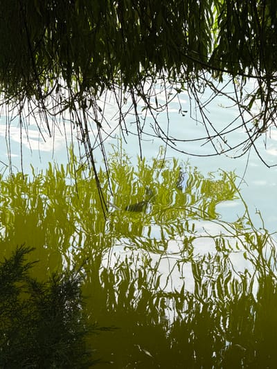 A close-up, low-angle shot captures the surface of a body of water, reflecting the overhanging branches and leaves of a weeping willow tree. The water is a murky green color, heavily textured by ripples that distort the reflections of the surrounding vegetation and the pale blue sky with white clouds. Dark, thin branches of the willow hang down, some dipping into the water, creating an abstract pattern of light and shadow. In the lower left corner, a dense, dark green evergreen shrub occupies the edge of the frame, its branches also casting a faint reflection on the water's surface. No people or animals are visible in the scene. The setting appears to be a natural or park-like environment, possibly a lake or pond within the city of Mirikənd, Azerbaijan.