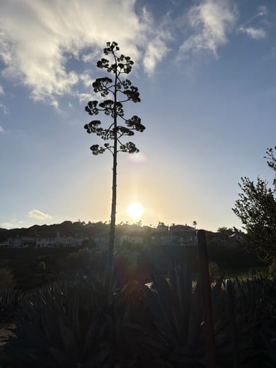 A tall, silhouetted agave stalk stands in the foreground, its branches extending upwards against a hazy sunset sky. The sun, a bright orb, is visible through the stalk and partially obscured by clouds. In the midground, a line of suburban homes is nestled on a hillside covered in greenery. The foreground is filled with the dark, spiky leaves of more agave plants, creating a dense, almost impenetrable border. The overall scene suggests a residential area with significant landscaping, likely in a warm climate. The image was captured in Aliso Viejo, California, United States of America.