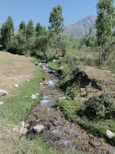 The image depicts a natural scene in Kashkarona, Tajikistan. A shallow stream flows through a landscape characterized by dry grass, lush green grass, and various trees. In the background, a large, rocky mountain dominates the skyline under a clear blue sky. The stream bed is visible, filled with rocks of different sizes and clear, flowing water. The banks of the stream are lined with rocks and vegetation. The overall impression is one of a serene, rural environment. There are no people or animals visible in the image, and no specific actions or interactions are taking place.