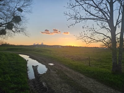 The image depicts a rural scene in Gavisse, France, at sunset. A muddy path leads through a grassy field, with a large puddle reflecting the sky and possibly the path's edge. Bare trees frame the scene on either side, with clusters of mistletoe visible in the branches of the tree on the left. The sun is setting on the horizon, casting an orange glow across the landscape. In the distance, buildings and a small hill are visible. There are no people in the frame. The overall environment is peaceful and natural.
