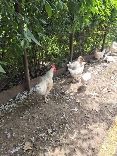 A rooster with white and golden plumage stands on the left of the frame, facing right. Its red comb is prominent. Several white chickens are visible in the background, some gathered in a group on the right and others near a fence. The ground is dirt, with scattered white feathers and some dry vegetation. A metal trough filled with corn is visible in the lower right corner. The scene appears to be an outdoor enclosure, possibly a farm or backyard, with a dense green bush or tree line forming the backdrop. The image does not provide specific visual cues to confirm the location in Tekeli, Kazakhstan.