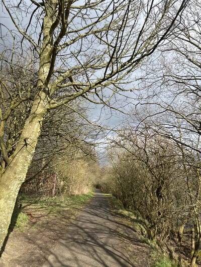 A long asphalt road runs into the distance, flanked by bare trees forming a canopy overhead. The road is edged by grassy verges. A large, lichen-covered tree branch dominates the foreground, reaching across the image from left to right. Above the trees, the sky is overcast. A small red object is visible far down the path. The location is Dunfermline, United Kingdom.