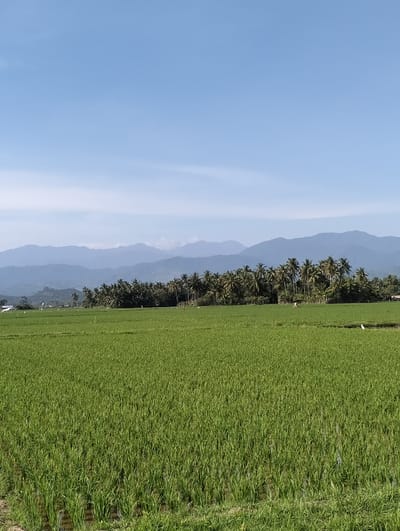 An expansive agricultural landscape in Lhokkulam, Indonesia, is depicted under a clear, light blue sky. The foreground and midground are dominated by a vibrant green rice paddy field, appearing partially submerged in water, with visible individual rice plants. In the midground, a dense horizontal line of tall palm trees, primarily coconut palms, separates the rice field from the distant background. To the far left, beyond the palm line, indistinct white structures are partially visible against a lower hill. A small white bird, likely an egret, stands on the ground in the mid-right portion of the rice field. The background features multiple layers of hazy, blue-grey mountain ranges under a bright, even daylight illumination. No human figures are present, and no overt actions or interactions are occurring.