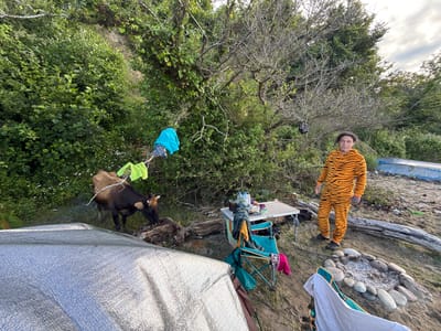 The image depicts an outdoor scene, possibly a campsite, with a person dressed in a tiger-striped onesie standing near a picnic table laden with food and beverages. A cow is present in the foreground, grazing near the campsite. Clothes are draped over tree branches, suggesting laundry is being hung out to dry. A fire pit is visible, surrounded by stones. The environment appears natural, with trees and foliage abundant. A large, reflective tarp is partially visible in the foreground, possibly part of a shelter. The location is stated to be Mgudzyrkhwa, Abkhazia.