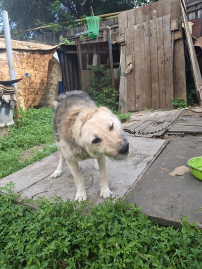 A medium-sized, light-colored dog with grey markings on its back stands on a wooden platform outdoors. The dog is facing to the right, with its head turned slightly, and appears to be shaking its head. The dog is leashed with a metal chain that is attached to a post or structure behind it. The platform is surrounded by green vegetation. In the background, there is a dilapidated wooden structure, possibly a shed or fence, with pieces of wood stacked against it. A green mesh net is visible hanging from the structure. The overall environment appears to be an outdoor, somewhat neglected area, possibly a yard or alleyway, consistent with a rural or semi-urban setting in Syzran, Russia.