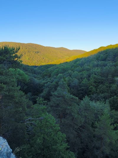 The image depicts a lush, forested mountain landscape bathed in the warm, golden light of what appears to be either sunrise or sunset. The foreground is dominated by dense evergreen trees, with a large rock formation visible on the lower left. Beyond the immediate trees, a valley opens up, filled with a sea of dark green foliage. A distant mountain ridge is visible in the background, its upper slopes illuminated by the low-angled sun, creating a striking contrast with the shadowed valley. The sky above is a clear, vibrant blue. The location is identified as Tsar Kaloyan, Bulgaria. There are no people or man-made structures visible in the image, apart from a faint, slender white structure on the distant ridgeline which might be a communication tower.