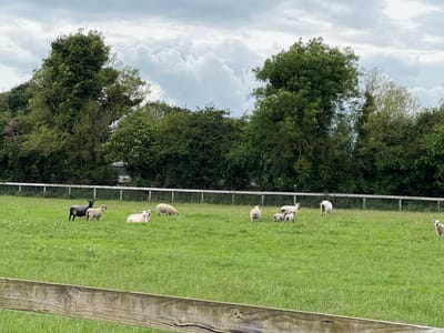 This image captures a rural scene in Curtistown, Ireland, depicting a verdant field populated by sheep under a cloudy sky. The upper portion of the frame features an overcast sky with both dark grey and lighter cumulus clouds. Below the sky, a dense line of various green deciduous and coniferous trees forms the distant background, some showing lighter green foliage or sparser branches.
The middle ground is dominated by a bright green grassy field, with some areas exhibiting taller grass. A light-colored fence, consisting of multiple horizontal strands supported by posts, stretches horizontally across the field in the mid-ground, separating the sheep from the background trees.
In the foreground, a weathered dark brown wooden fence rail runs horizontally across the bottom of the frame, with a green wire mesh fence partially visible beneath it, suggesting the vantage point is from behind a fence overlooking the field.
Scattered across the green field are approximately ten sheep of varying sizes and colors. On the left side, one black sheep stands facing right, beside a standing light-colored lamb also facing right. Nearby, a light-colored sheep is lying down, facing right. Further back in this group, another light-colored sheep stands facing left. Towards the center and right of the field, several light-colored sheep are present: one stands facing left in the mid-ground; another is lying down; one stands facing away from the camera, accompanied by two smaller lambs; a larger light-colored sheep stands further back, also facing away; and finally, a single light-colored sheep stands on the far right, facing left, partially visible at the edge of the frame. The sheep are largely stationary, either standing or resting. No human subjects or direct interactions between subjects are visible.