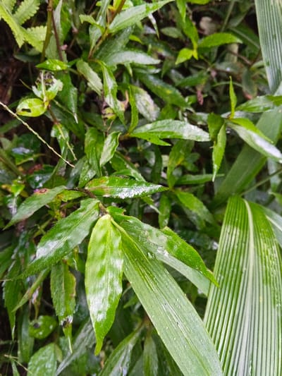 The image captures a close-up, high-angle view of dense green foliage in Mengzi City, China. The scene is dominated by various types of plant leaves, exhibiting multiple shades of green and appearing wet with numerous small water droplets. Prominent subjects include broad, elongated leaves with distinct parallel venation, consistent with a grass or bamboo species, and narrower, pointed leaves, some with slightly textured or serrated margins. A fern frond is visible in the upper left quadrant. Some leaves display minor perforations or irregular edges. No individuals, animals, or man-made objects are present. The environment is natural and verdant, under diffused natural light.