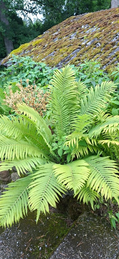 This image depicts a close-up view of lush green ferns in a natural setting. The ferns are the dominant subject, with their intricate fronds filling a large portion of the frame. In the background, a sloped surface covered in moss and what appears to be weathered roofing tiles is visible. Surrounding the ferns are other green plants, and a patch of dried, brown foliage is also present, creating a contrast in texture and color. The foreground shows a rough, textured surface, possibly gravel or pavement, with some moss growth and pine needles scattered across it. The lighting suggests an overcast or shaded environment, with soft shadows. The scene is devoid of any human presence or discernible activity. The location in the city of Kata, Estonia, is not directly ascertainable from the visual elements alone.
