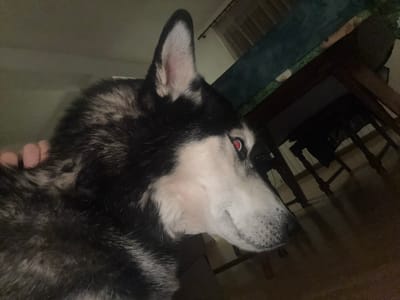 A close-up, indoor shot presents a husky dog in a rotated orientation. The dog is primarily black and white with short fur, with a mostly white face and visible white ear. The dog’s eye appears red. A person’s hand is touching the fur on the right of the shot. The background shows some furniture, a wall, and floor. The location is unknown, but has been requested as Chavdar, Bulgaria.