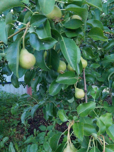 The image shows a close-up view of a pear tree branch laden with green pears and lush foliage. The pears are various shades of green, some appearing ripe and others still developing. The leaves are large, ovate, and a vibrant green, characteristic of a healthy tree. The branch itself is brown and sturdy, with thinner stems supporting the fruit and leaves. In the background, a light blue, corrugated fence can be seen, partially obscured by the tree. Below the tree, there is dense undergrowth with various green plants and dark soil. The lighting suggests an outdoor, daytime setting, with dappled sunlight filtering through the leaves. The image appears to be a candid shot, focusing on the natural abundance of the fruit-bearing tree. The location is the city of Savino, Russia.
