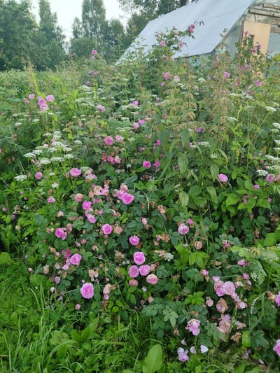 The image depicts a dense, overgrown garden area with a focus on pink roses and white Queen Anne's Lace. The roses are in various stages of bloom and decay, with some fully open flowers and others withered or past their prime. The Queen Anne's Lace forms a delicate contrast with its small, white, umbrella-shaped flower clusters. The greenery is lush and varied, with broad leaves and tall, dry stalks interspersed among the flowers. In the background, tall trees are visible, suggesting a rural or semi-rural setting. A portion of a translucent greenhouse or shelter with a white roof is also visible on the right side of the frame, partially obscured by the vegetation. The overall impression is one of a wild, abundant, and somewhat untamed garden, possibly in late summer or early autumn, given the presence of both blooming and decaying flowers. The lighting suggests it might be late afternoon or early morning. There is no visible text in the image. The scene is set in Talitsa, Russia.