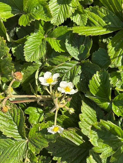 A close-up, eye-level shot captures a patch of vibrant green strawberry plants in bloom, with three delicate white flowers and several developing green and reddish fruits visible amidst the lush foliage. The leaves are textured with prominent veins and serrated edges, some showing minor signs of wear. Sunlight filters through the canopy, casting shadows and highlighting the plants. No people or structures are present. The location is in Новый Кинер, Russia.